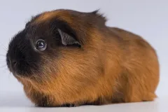 b603ceaf9b211afdf1c5a3dc20fa2803