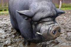 20111125_gaf_ux5_077